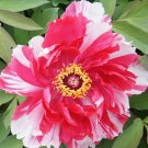 Paeonia Lactiflora Heirloom Tree Peony Plant Hardy Perennial 10 PCS Seeds