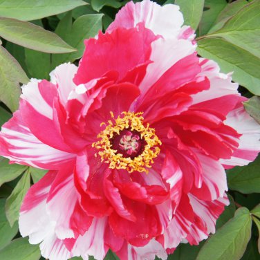 Paeonia Lactiflora Heirloom Tree Peony Plant Hardy Perennial 10 PCS Seeds