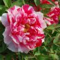 Paeonia Lactiflora Heirloom Tree Peony Plant Hardy Perennial 10 PCS Seeds