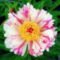 Paeonia Lactiflora Heirloom Tree Peony Plant Hardy Perennial 10 PCS Seeds