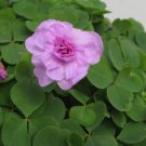 Oxalis nidulans 'Pompom' Bulb Double Purple Flowers 1 PCS Seeds Oxalis nidulans 'Pompom' Bulb Double Purple Flowers 1 PCS Seeds