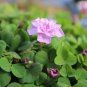 Oxalis nidulans 'Pompom' Bulb Double Purple Flowers 1 PCS Seeds