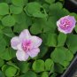 Oxalis nidulans 'Pompom' Bulb Double Purple Flowers 1 PCS Seeds
