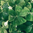 Oxalis Green Shamrock White Flowers 1 PCS Seeds