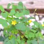 Oxalis Green Shamrock White Flowers 1 PCS Seeds