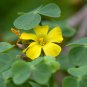 Oxalis Green Shamrock White Flowers 1 PCS Seeds