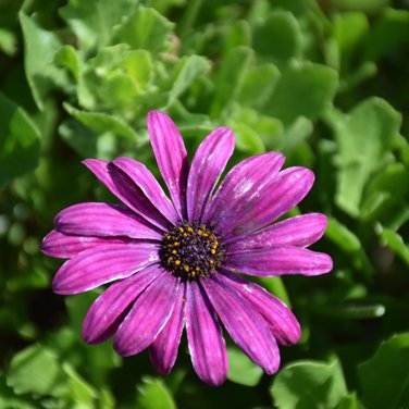 Osteospermum Spider Type Green to Golden to Light Pink Flowers 100 PCS Seeds