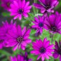 Osteospermum Spider Type Green to Golden to Light Pink Flowers 100 PCS Seeds