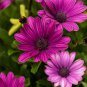 Osteospermum Spider Type Green to Golden to Light Pink Flowers 100 PCS Seeds