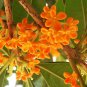 Osmanthus Fragrans Charming and Fragrant Sweet Olive Tree Mixed 20 PCS Seeds