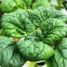 Oriental veggie Hybrid Tatsoi x PakChoi 2500 PCS Seeds
