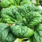 Oriental veggie Hybrid Tatsoi x PakChoi 2500 PCS Seeds