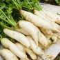 Organic green radish fruit radishes untreated garden 800 PCS Seeds