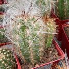 Oreocereus Fossulatus Fresh 10 PCS Seeds Oreocereus Fossulatus Fresh 10 PCS Seeds