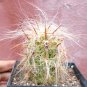 Oreocereus Fossulatus Fresh 10 PCS Seeds