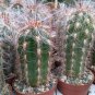 Oreocereus Fossulatus Fresh 10 PCS Seeds