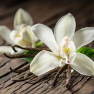Orchid White Double Flowers with Deep Red Tongue 100 PCS Seeds