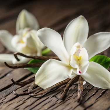 Orchid White Double Flowers with Deep Red Tongue 100 PCS Seeds