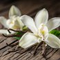 Orchid White Double Flowers with Deep Red Tongue 100 PCS Seeds