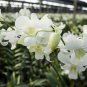 Orchid White Double Flowers with Deep Red Tongue 100 PCS Seeds
