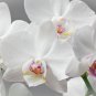Orchid White Double Flowers with Deep Red Tongue 100 PCS Seeds