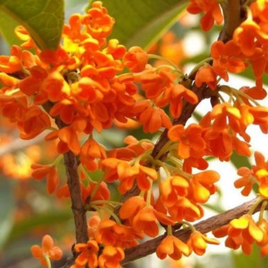Orange Osmanthus Flower 10 PCS Seeds
