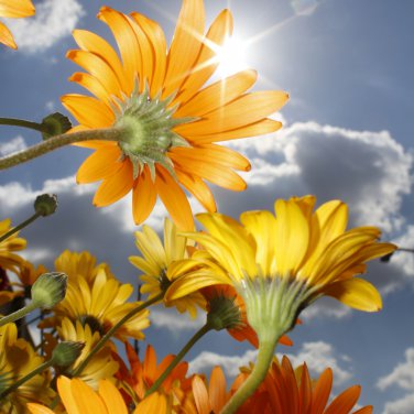 Orange Dimorphoteca sinuata Annual Namaqualand Daisy Herb Plants 200 PCS Seeds