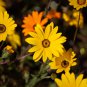 Orange Dimorphoteca sinuata Annual Namaqualand Daisy Herb Plants 200 PCS Seeds