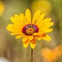 Orange Dimorphoteca sinuata Annual Namaqualand Daisy Herb Plants 200 PCS Seeds