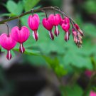 Orange Dicentra spectabilis 400 PCS Seeds Orange Dicentra spectabilis 400 PCS Seeds