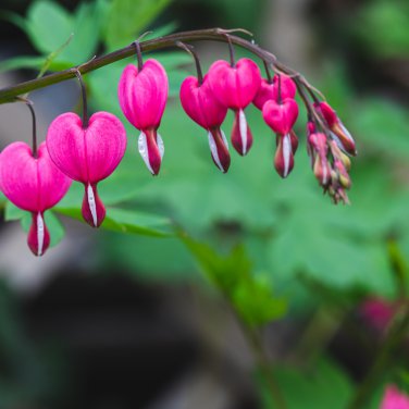 Orange Dicentra spectabilis 400 PCS Seeds
