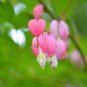 Orange Dicentra spectabilis 400 PCS Seeds
