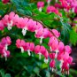 Orange Dicentra spectabilis 400 PCS Seeds