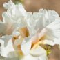 onsai Iris Flower Perennial White Flowers with Purple and Yellow 500 PCS Seeds
