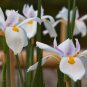 onsai Iris Flower Perennial White Flowers with Purple and Yellow 500 PCS Seeds
