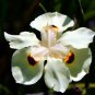 onsai Iris Flower Perennial White Flowers with Purple and Yellow 500 PCS Seeds