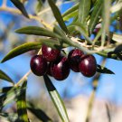 Olive Olea Europaea Mini Tree Plant 20 PCS Seeds Olive Olea Europaea Mini Tree Plant 20 PCS Seeds
