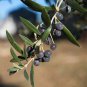 Olive Olea Europaea Mini Tree Plant 20 PCS Seeds