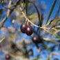 Olive Olea Europaea Mini Tree Plant 20 PCS Seeds