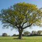 Oak Tree Bonsia Shrub 10 PCS Seeds