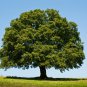 Oak Tree Bonsia Shrub 10 PCS Seeds