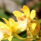 Phalaenopsis Orchid Mini Type Yellow Flowers 100 PCS Seeds