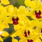 Phalaenopsis Orchid Mini Type Yellow Flowers 100 PCS Seeds