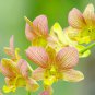 Phalaenopsis Orchid Mini Type Yellow Flowers 100 PCS Seeds