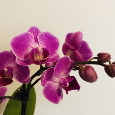 Phalaenopsis Giant Orchid Flower Big Flowers 100 PCS Seeds
