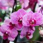 Phalaenopsis Giant Orchid Flower Big Flowers 100 PCS Seeds