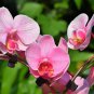 Phalaenopsis Giant Orchid Flower Big Flowers 100 PCS Seeds