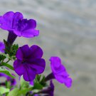 Petunia Purple White Green Damask Big Double Flowers 100 PCS Seeds Petunia Purple White Green Damask Big Double Flowers 100 PCS Seeds