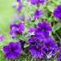 Petunia Purple White Green Damask Big Double Flowers 100 PCS Seeds