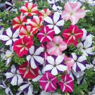 Petunia Bonsai 100 PCS Seeds